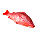 اشتري  Medium Red Snapper -  غرام 500 في السعودية