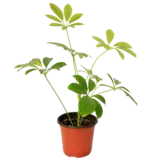 Plants Schefflera Gold-Small Plants Schefflera Gold-Small