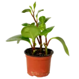 Plants Peperomia-Each Plants Peperomia-Each