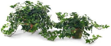 Algerian Ivy