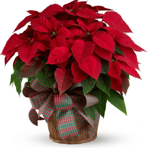 Image of the Classic Large Poinsettia plant