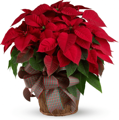 Image of the Classic Large Poinsettia plant