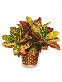 Codiaeum Variegatum Pictum