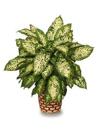 Dumb Cane