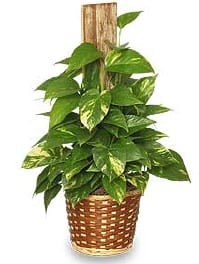 Golden Pothos