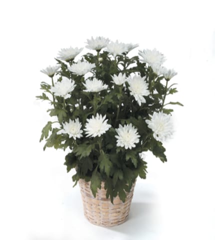 Peaceful white mum plant