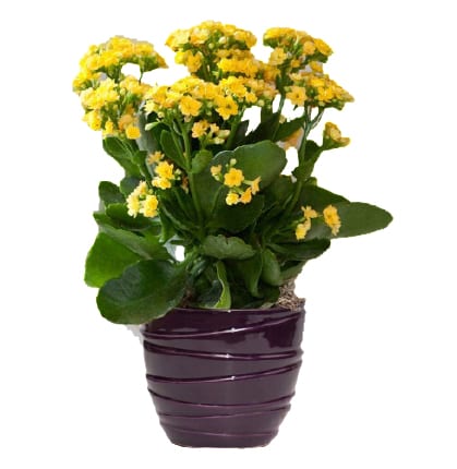 Sunny Kalanchoe