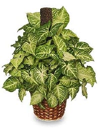 Syngonium Podophyllum