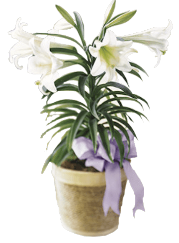 Image of the Traditional Easter Lily