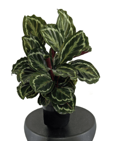 Image of the Calathea plant