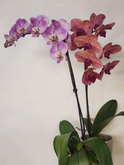 Mothers Day Orchid