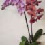 Mothers Day Orchid