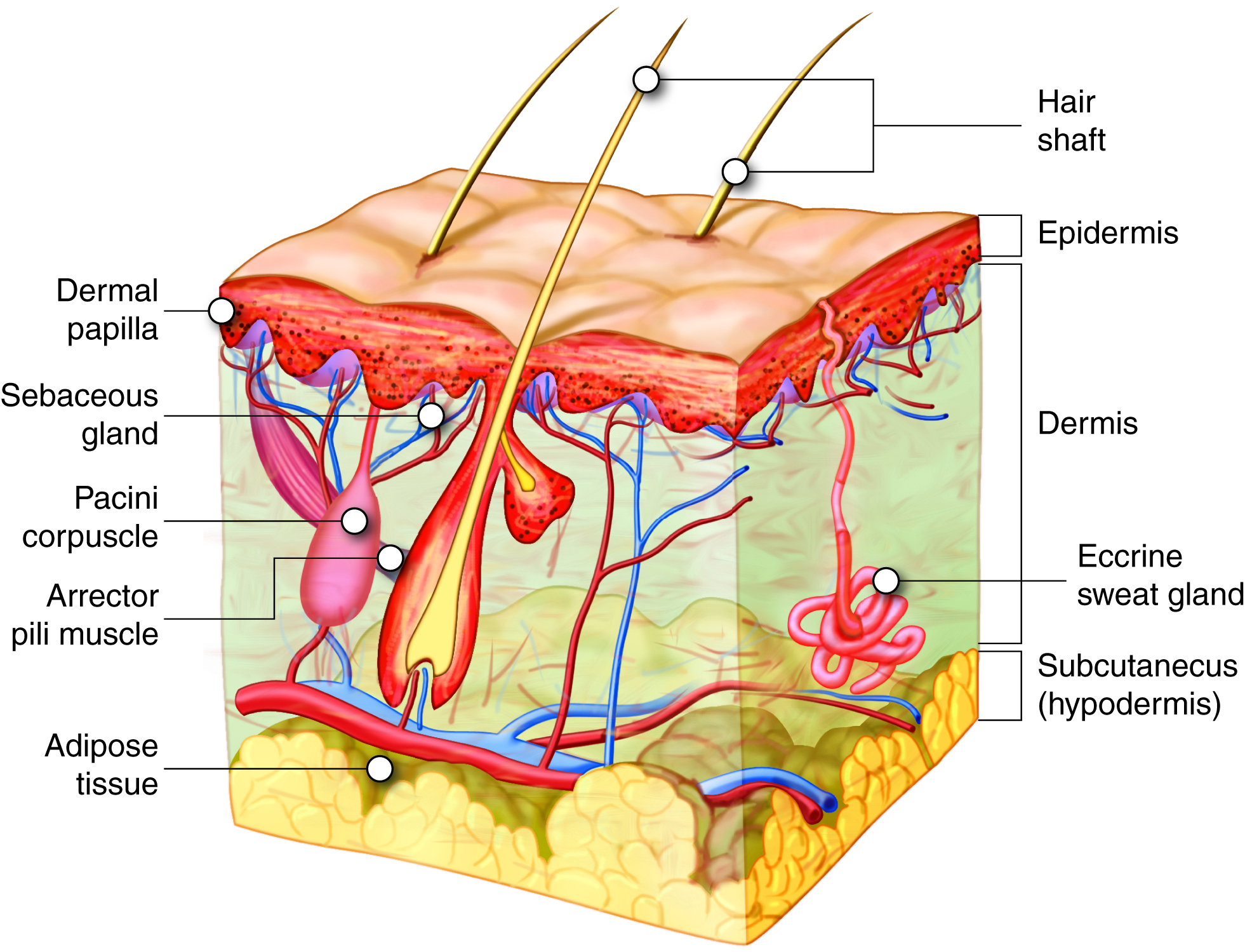 Anatomy of the hair follicle