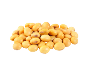 Soybean