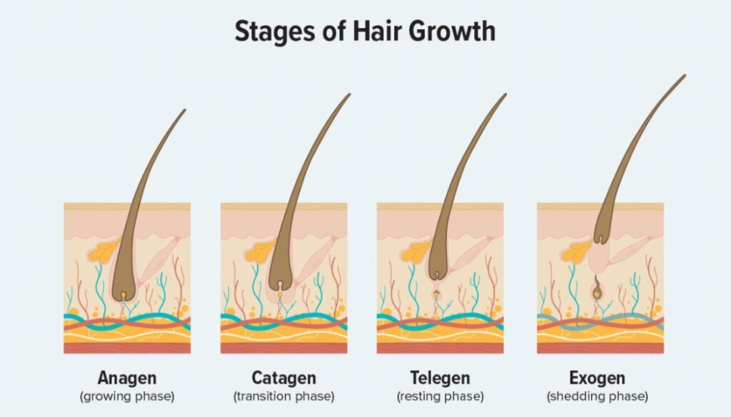 Hair Growth Cycle