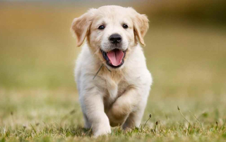 Dogs