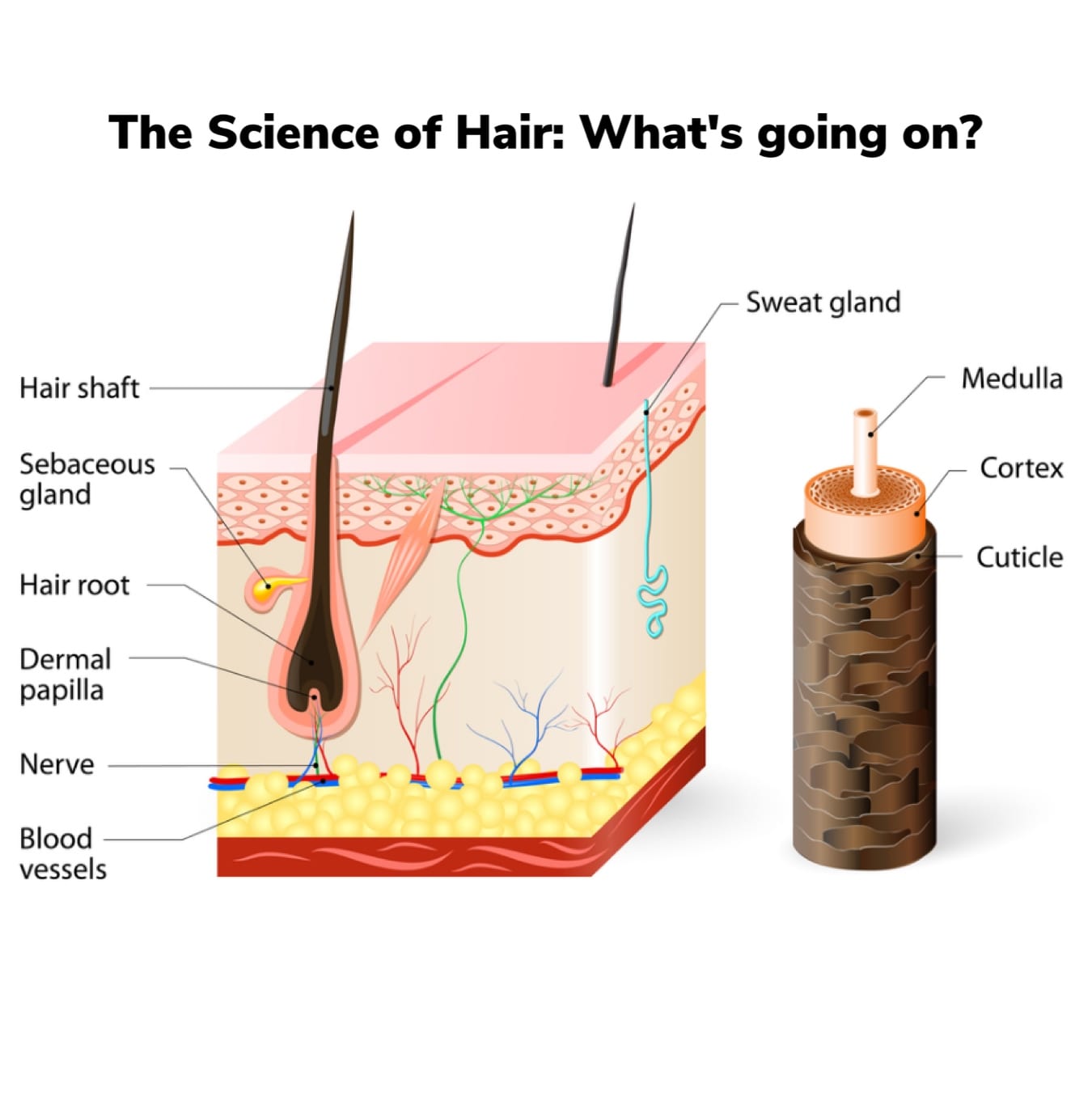The Science of Hair: What's going on?