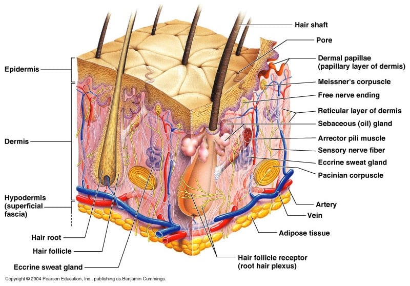 Hair Anatomy Model Hair Anatomy Model