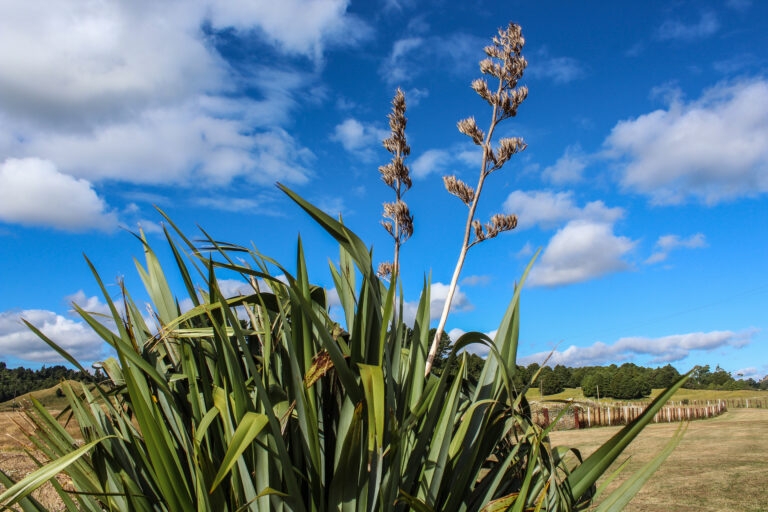 Te Nehenehenui appoint new talent