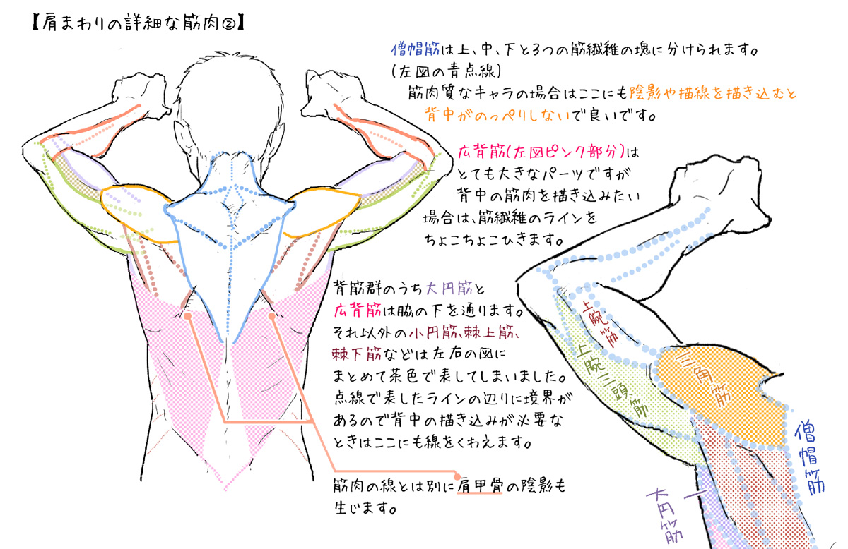 新着男 背中 筋肉 イラスト ただのディズニー画像