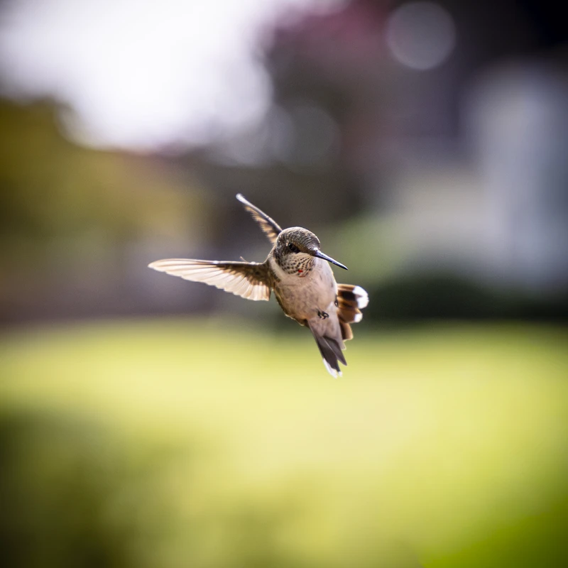 fine art photography — Radford, Virginia