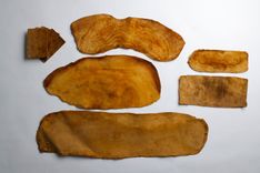Parasitic fungus as leather: the story of MuSkin | Tocco.Earth