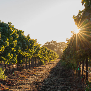 Don Davis - MacRostie Winery Estate House