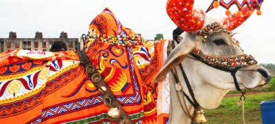 Bail Pola Festival