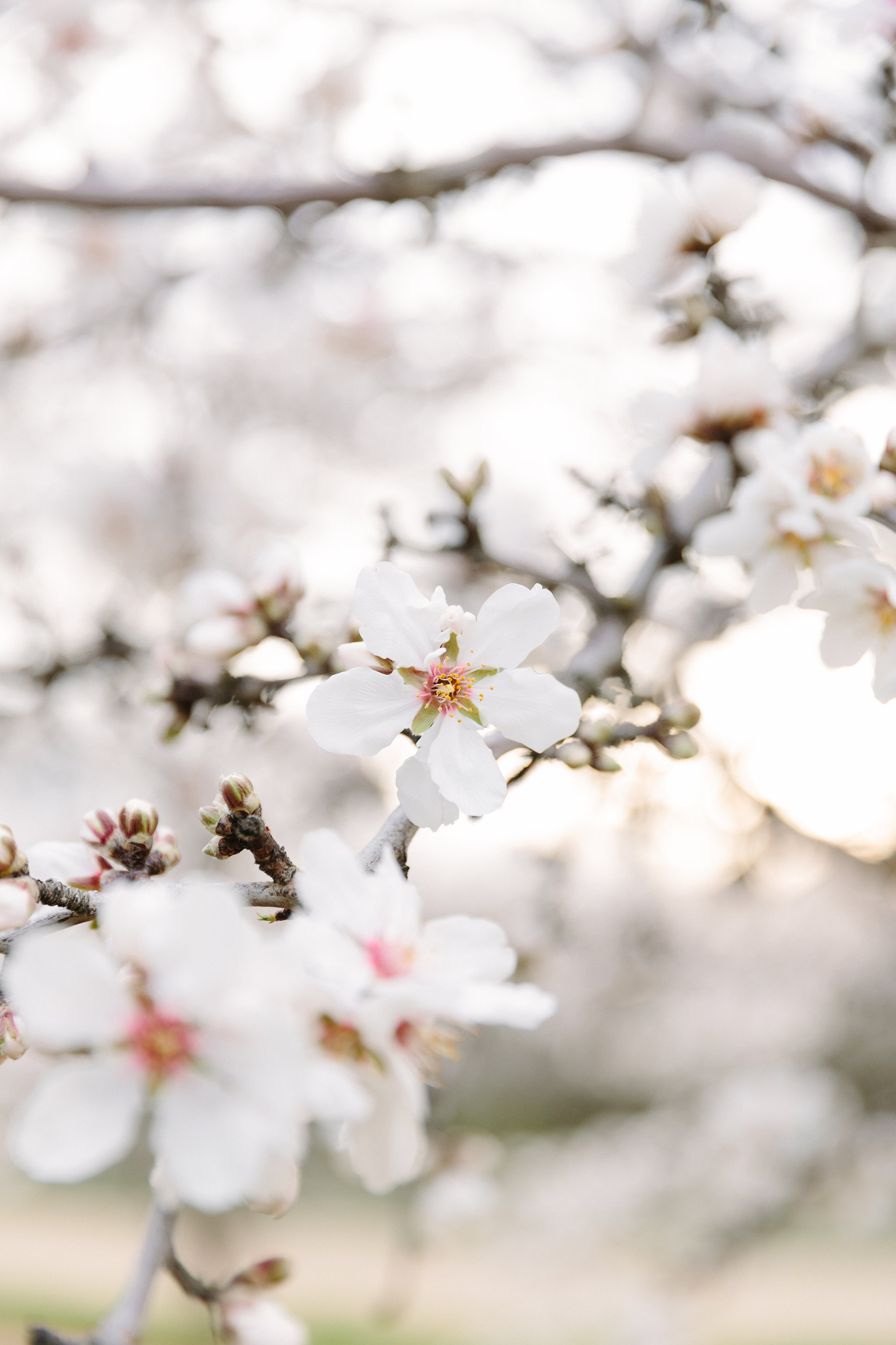 Almond Orchard styled shoot - Photography by Larissa Cleveland