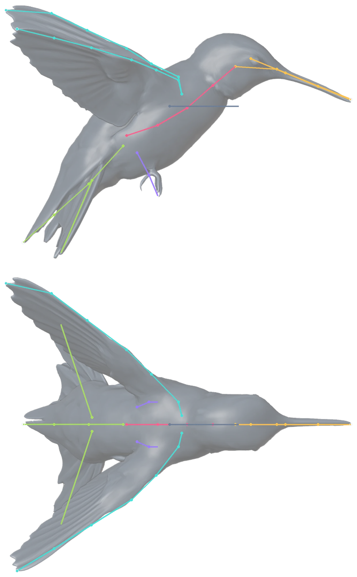 Mapa de huesos de un rig de vuelo de colibrí de 31 huesos, de perfil y desde arriba, con las cadenas en colores