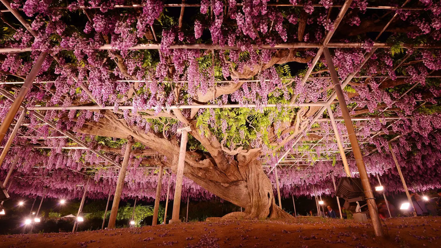 200 Year Old Wisteria