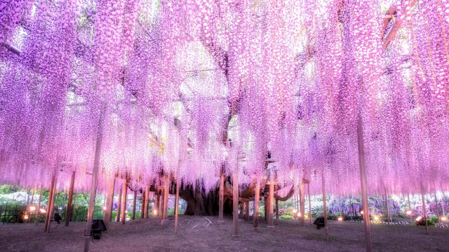 200 Year Old Wisteria