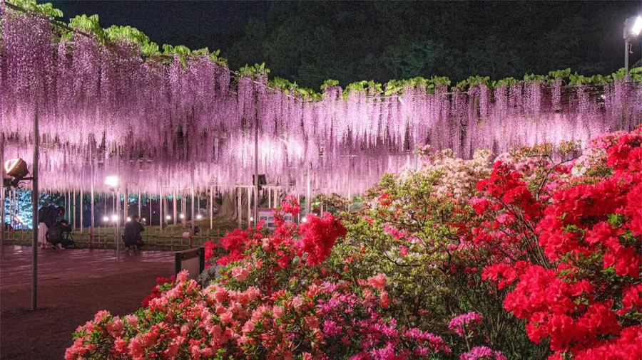樹齢200年の藤