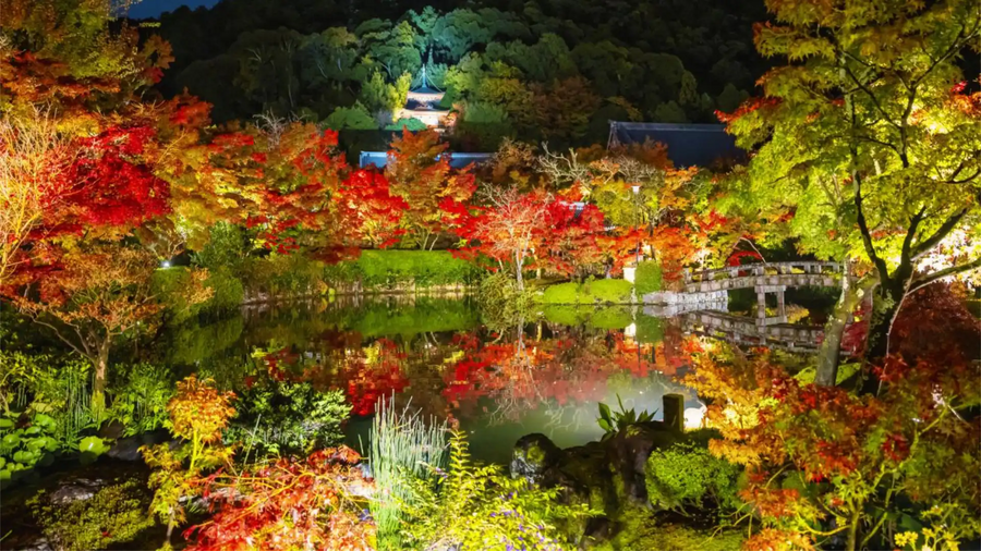 Kyoto Autumn Illumination