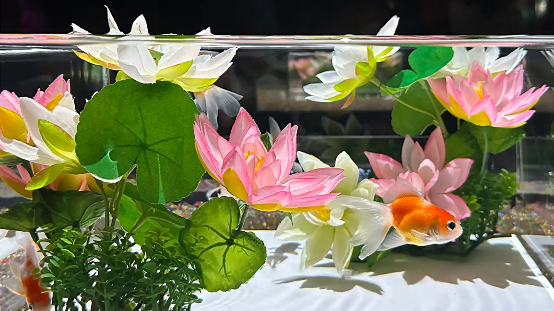 The Enchanting Art Aquarium