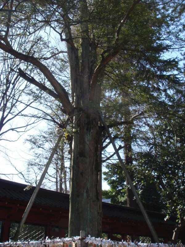 Kaya tree with the white snake. Source: http://enjojiyu.at.webry.info/200906/article_5.html