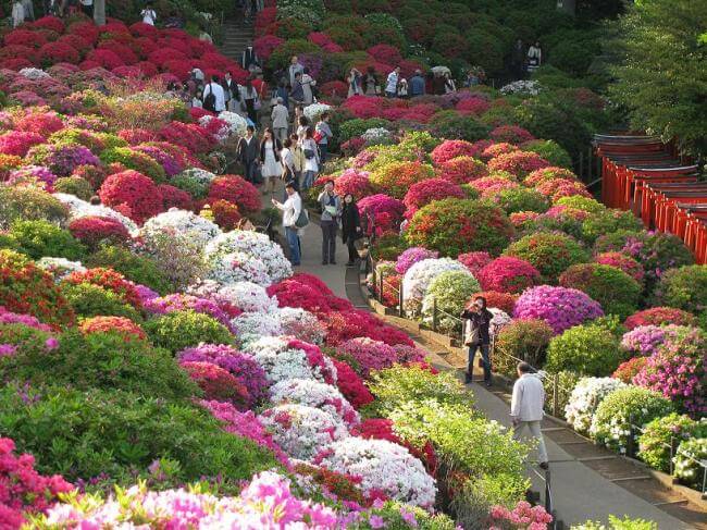 Azaleas in bloom. Source: epochtimes