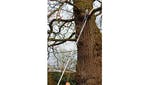 Kent & Stowe Telescopic Tree Pruner 3m