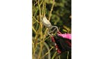 Kent & Stowe Traditional Bypass Secateurs