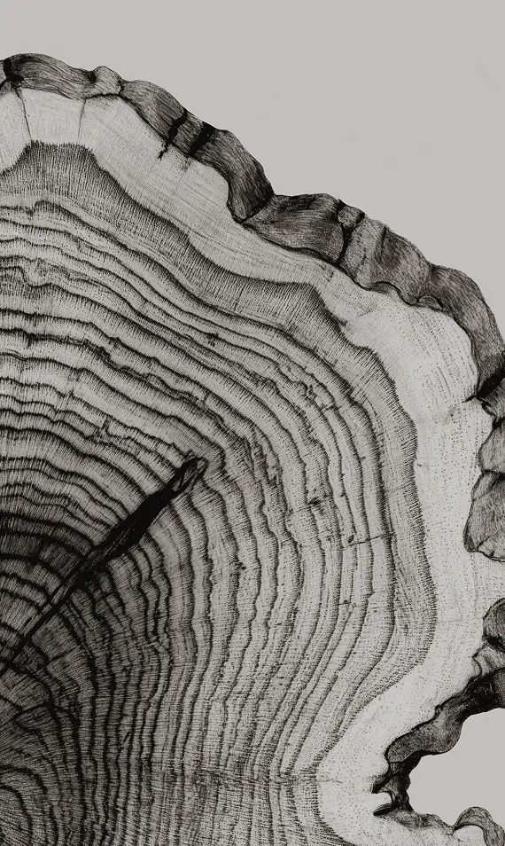 Walnut detail