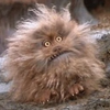 Fizzgig avatar