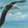 Wandering.albatross avatar