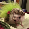 Hedgehogahog avatar