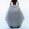 rescue_penguin avatar