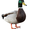 DukeofDucks avatar