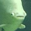 soyfish avatar