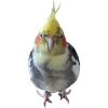 patthebird avatar