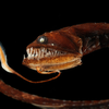 dragonfish37 avatar