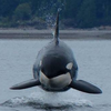 iPsychoticOrca avatar