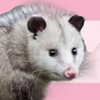 possumgod avatar